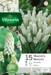 Bulbes à fleurs à planter à l'automne - Muscari Botryoides (x15) - face recto