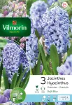 Bulbes à fleurs à planter à l'automne - Jacinthe Delft Blue (x3) - PACKAGING_RECTO