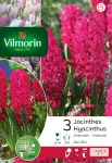 Bulbes à fleurs à planter à l'automne - Jacinthe Jan Bos (x3) - PACKAGING_RECTO