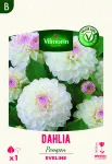 Bulbes à fleurs à planter au printemps - Dahlia pompon Eveline (x1) - PACKAGING_RECTO