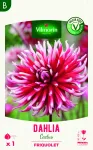 Bulbes à fleurs à planter au printemps - Dahlia cactus Friquolet (x1) - PACKAGING_RECTO