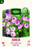 Bulbes à fleurs à planter au printemps - Dahlia Décoratif nain Pink Isa (x1) - PACKAGING_RECTO