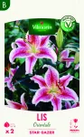 Bulbes à fleurs à planter au printemps - Lis Orientale Star Gazer (x2) - PACKAGING_RECTO