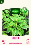 Bulbes à fleurs à planter au printemps - Hosta Aureomarginata (x1) - face recto