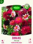 Bulbes à fleurs à planter au printemps - Dahlia décoratifs Ruby en Mélange (x3) - face recto