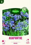 Bulbes à fleurs à planter au printemps - Agapanthe Umbelatum Bleu (x1) - PACKAGING_RECTO