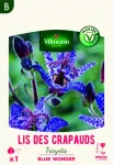 Bulbes à fleurs à planter au printemps - Lis des Crapauds Tricytris Blue Wonder (x1) - face recto