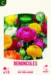 Bulbes à fleurs à planter au printemps - Renoncule en Mélange (x15) - PACKAGING_RECTO
