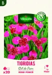 Bulbes à fleurs à planter au printemps - Tigridias Œil de Paon en Rose Foncé (x20) - PACKAGING_RECTO