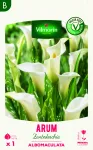 Bulbes à fleurs à planter au printemps - Arum Zantedeschia Albomaculata (x1) - PACKAGING_RECTO