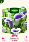 Bulbes à fleurs à planter au printemps - Arum Zantedeschia Picasso (x1) - face recto