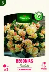 Bulbes à fleurs à planter au printemps - Bégonia Pendula Champagne (x3) - PACKAGING_RECTO