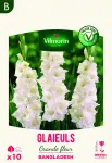 Bulbes à fleurs à planter au printemps - Glaïeuls Grande Fleur Bangladesh (x10) - PACKAGING_RECTO