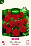 Bulbes à fleurs à planter au printemps - Dahlia Décoratif nain Heatwave (x1) - PACKAGING_RECTO