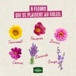 Fleurs - Tournesol Beauté d'Automne - image