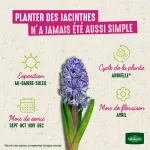 Bulbes à fleurs à planter à l'automne - Jacinthe Pastel en Mélange (x8) - image