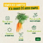 Potagères - Carotte Nantaise Améliorée 3 - BIO - image