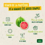 Potagères - Pastèque à Graine Rouge à Confire à Chair Verte - image
