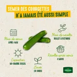 Potagères - Courgette Adrielle HF1 - Graines d'Exception - image
