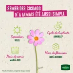 Fleurs - Cosmos Sulphureus Carioca - Graines d'Exception - image