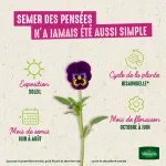 Fleurs - Pensée Printania Variée - image