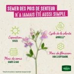 Fleurs - Pois de Senteur Buisson Varié - image