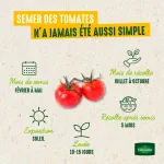 Potagères - Tomate Cerise en mélange - BIO - image