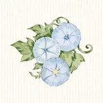Ipomée