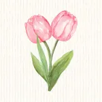 Tulipe