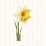 Narcisse