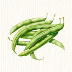 Haricot