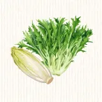 Chicorée