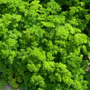 Persil Frisé Vert Foncé