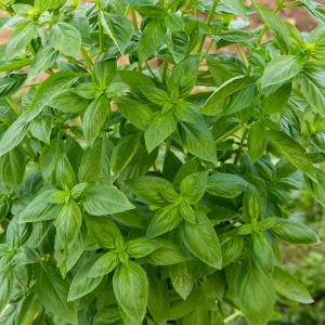 Basilic Marseillais - BIO