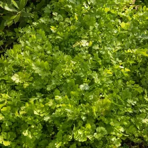 Coriandre cultivée