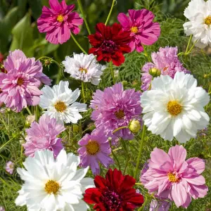 Cosmos Double Click Varié