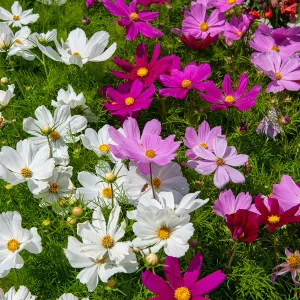 Cosmos Varié - BIO