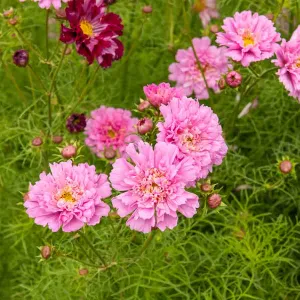 Cosmos Double Click Rose Bonbon - Graines d'Exception