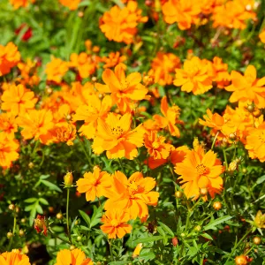Cosmos Sulphureus Carioca - Graines d'Exception