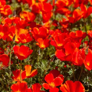 Eschscholtzia Rouge