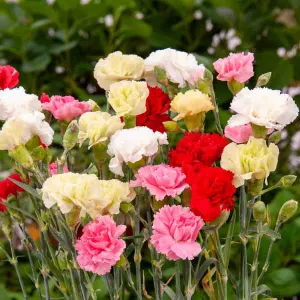 Œillet des Fleuristes Triomphe Varié