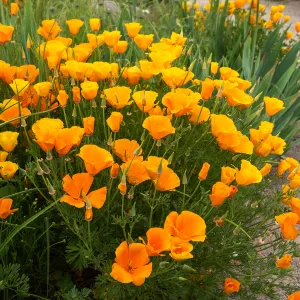 Pavot de Californie Orange King