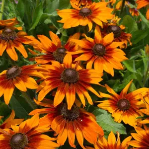 Rudbeckia Cappuccino - Graines d'Exception