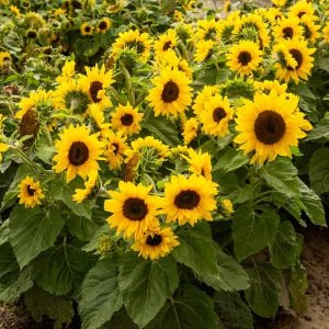 Tournesol Royal Nain - BIO