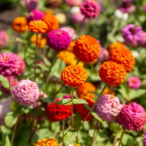 Zinnia Nain Lilliput