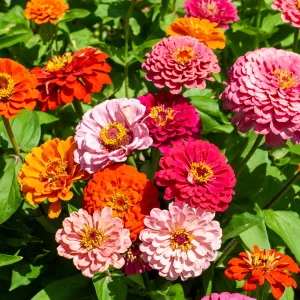 Zinnia géant de Californie mix