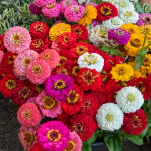Zinnia à Fleur Monstrueuse 