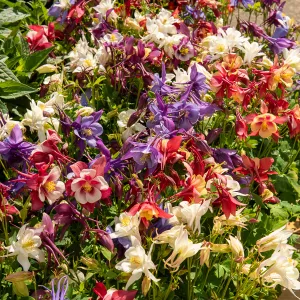 Ancolie Aquilegia en Mélange (x3)