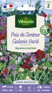 Pois de Senteur Galaxie Varié