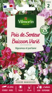 Pois de Senteur Buisson Varié